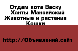 Отдам кота Васку - Ханты-Мансийский Животные и растения » Кошки   